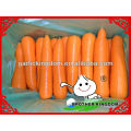 Nuevo cultivo Fresh Carrot 150g-250g